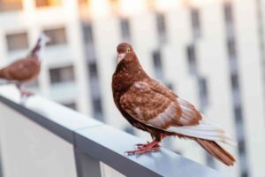 Piccioni sul balcone