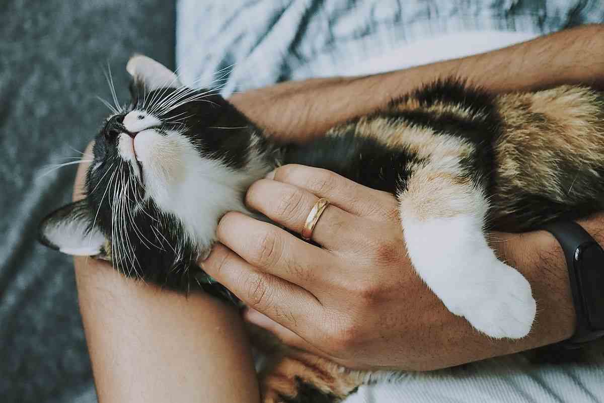 gatto coccola