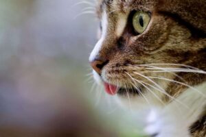 gatto