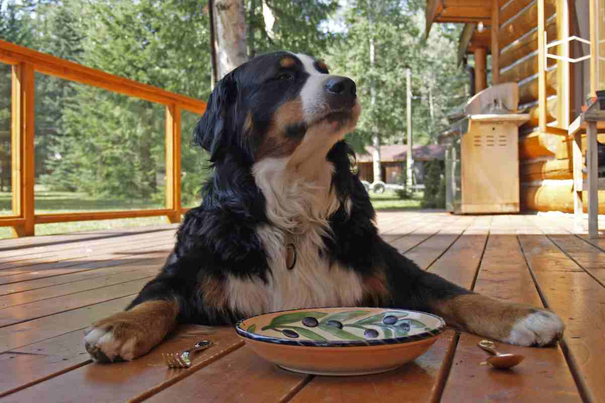 cane con un piatto e posate