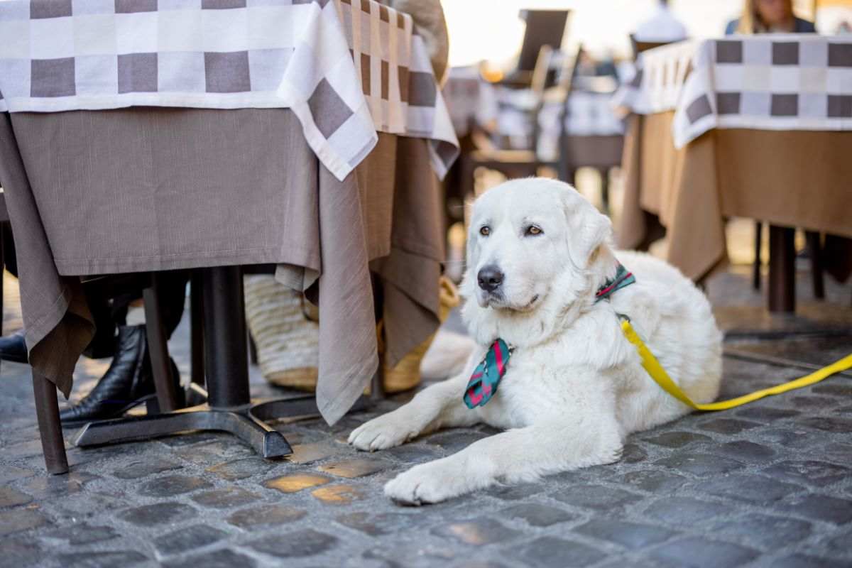 cane sotto il tavolo