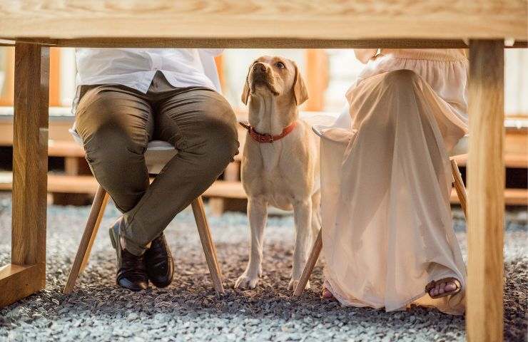 cane sotto il tavolo
