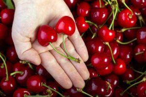 Ciliegie e mano in primo piano con coppia di questo frutto