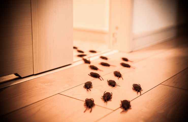 scarafaggi in casa