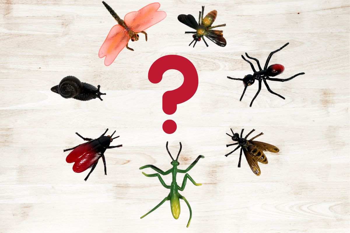 diversi insetti che formano un cerchio ed in mezzo un punto interrogativo