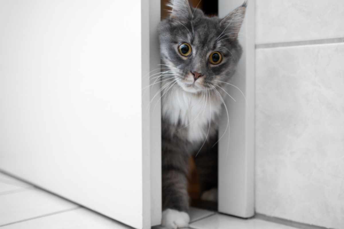 gatto entra in bagno