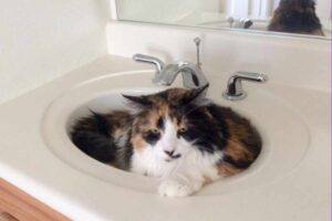 gatto in bagno