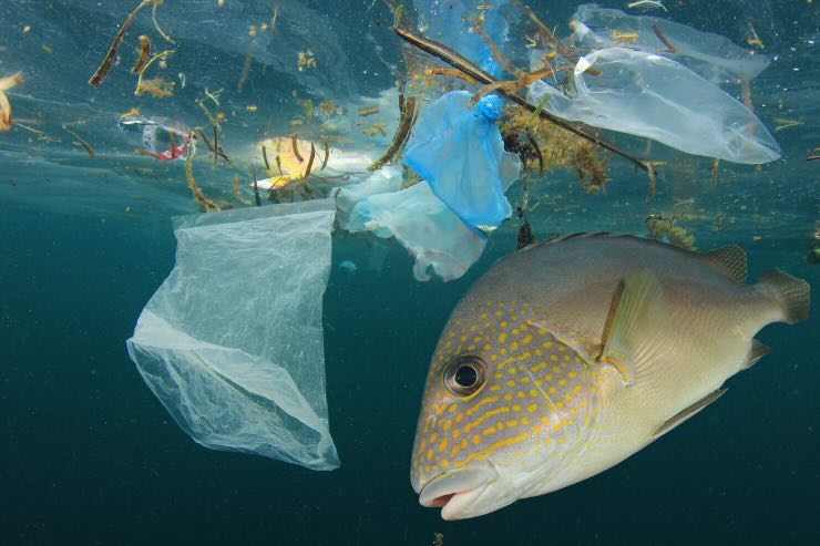 plastica in mare e pesci