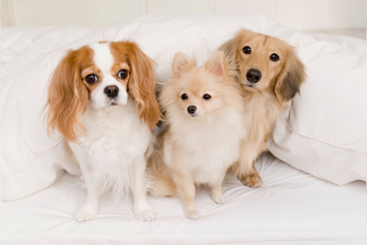 un gruppo di cani