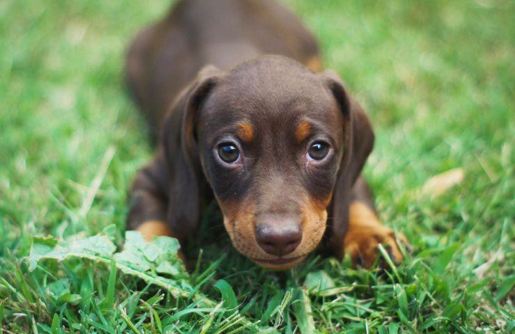 un cane piccolo