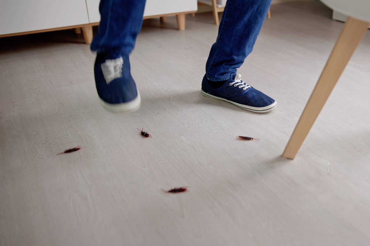 persona che tenta di schiacciare le blatte con le scarpe