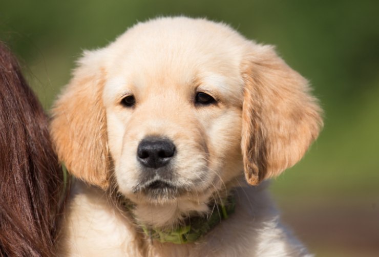 cucciolo di cane labrador