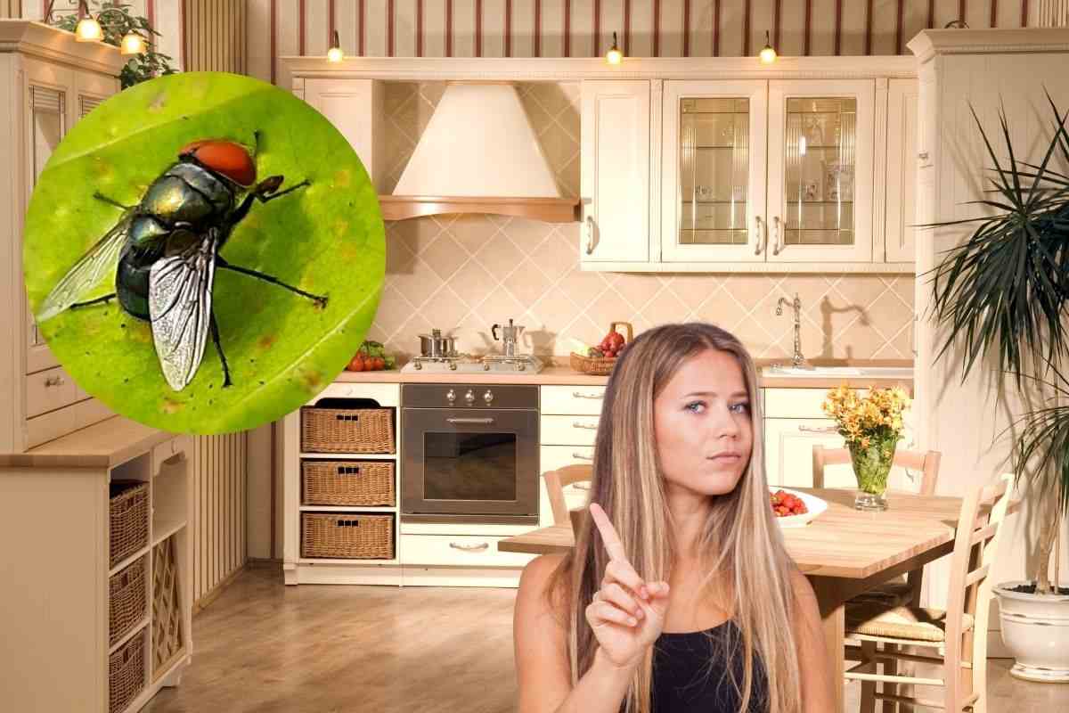 una cucina ordinata ed una ragazza che fa no. Nel riquadro c'è una mosca