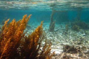 alga mare