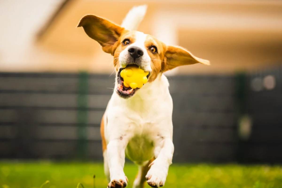 cane gioco
