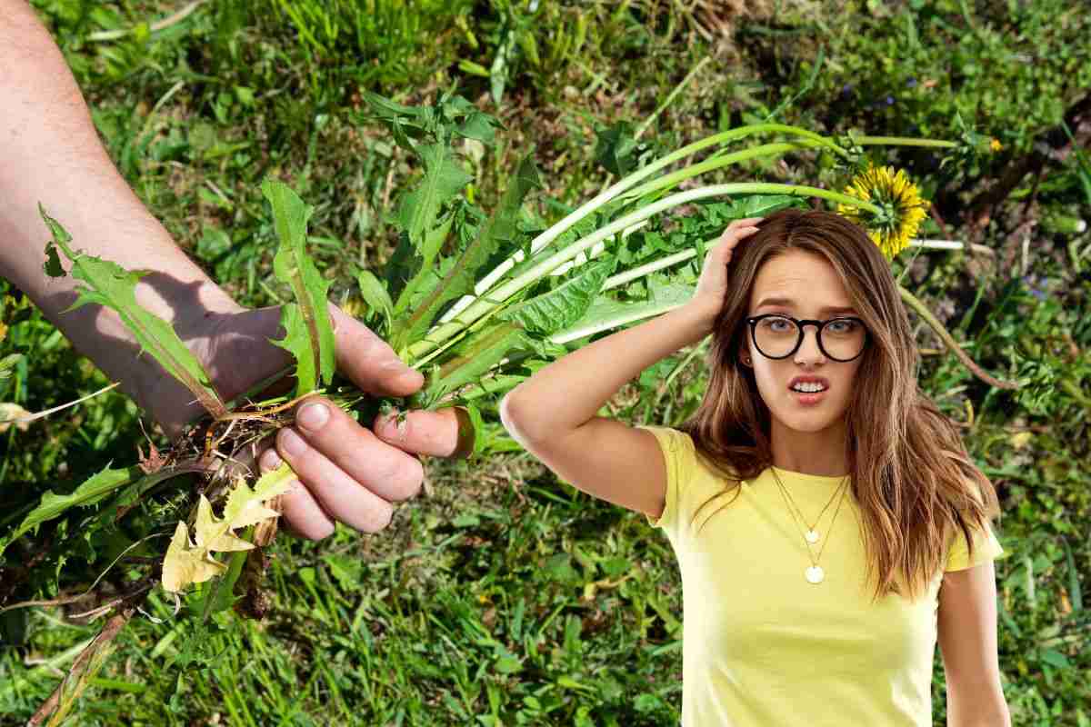una persona sta levando le erbacce e un'altra è confusa