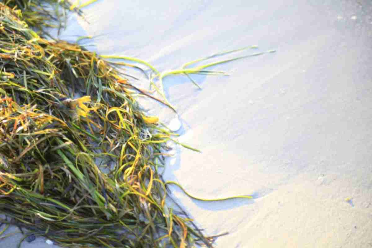 mare alga
